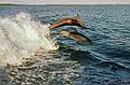 Dolphins.<br />Jan 22, 1999 - Boat ride out of Captiva Island (?) , Florida.