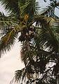 Coconuts in a plam tree.<br />Jan. 23, 1999 - Ding Darling National Wildlife Refuge, Sanibel Island, Florida.