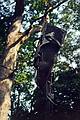 Face of Introspection, sculpture by Joyce, on read deck of house.<br />August 28, 1999 - Merrimac, Massachusetts.