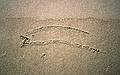 Joyce's drawing.<br />Oct. 10, 1999 - Parker River National Wildlife Refuge, Plum Island, Massachusetts.
