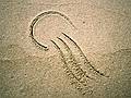 Joyce's drawing.<br />Oct. 10, 1999 - Parker River National Wildlife Refuge, Plum Island, Massachusetts.
