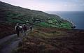 Tour members following our leader.<br />Hike on Sheep's Head peninsula along south shore of Bantry Bay.<br />August 29, 1999 (Day 1) - Bantry and environs, County Cork, Ireland.
