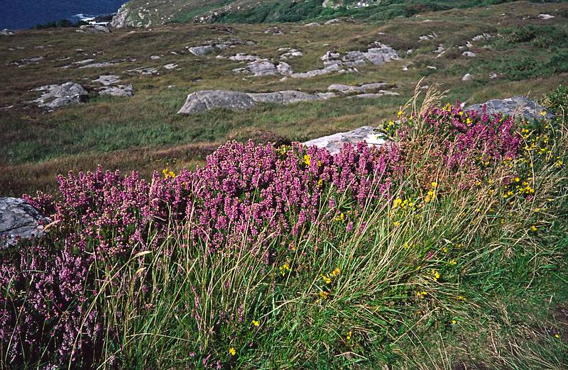 Tall heather.<br />Hike on Sheep's Head peninsula along south shore of Bantry Bay.<br />August 29, 1999 (Day 1) - Bantry and environs, County Cork, Ireland.