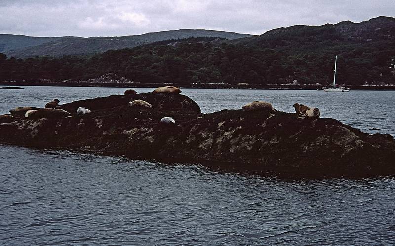 Seals on way to Garinish Island from Glengarriff.<br />August 30, 1999 (Day 2) - Out of Bantry, County Cork, Ireland.
