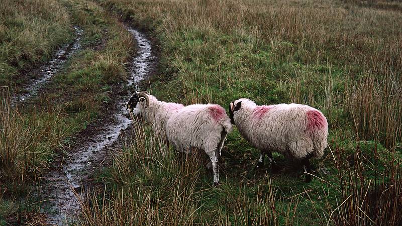 Sheep.<br />Hike to peat bog and on to ridge.<br />Sept. 4, 1999 (Day 7) - Nire Valley, County Waterford, Ireland.