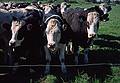 Sept. 5, 1999 (Day 8) - Somewhere between Ballymacarbry and Tramore, Ireland.