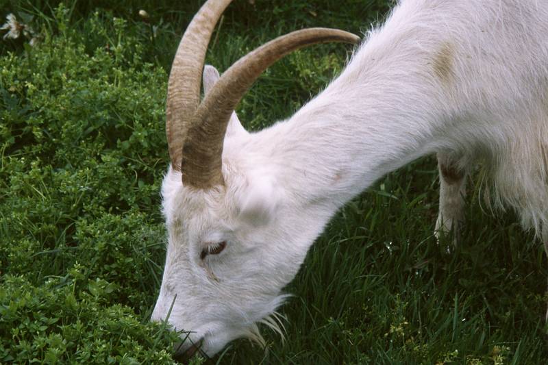 July 17, 2000 - Reykjavik, Iceland.<br />Zoo and Family Park.<br />Goat.