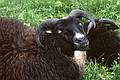 July 17, 2000 - Reykjavik, Iceland.<br />Zoo and Family Park.<br />Sheep.