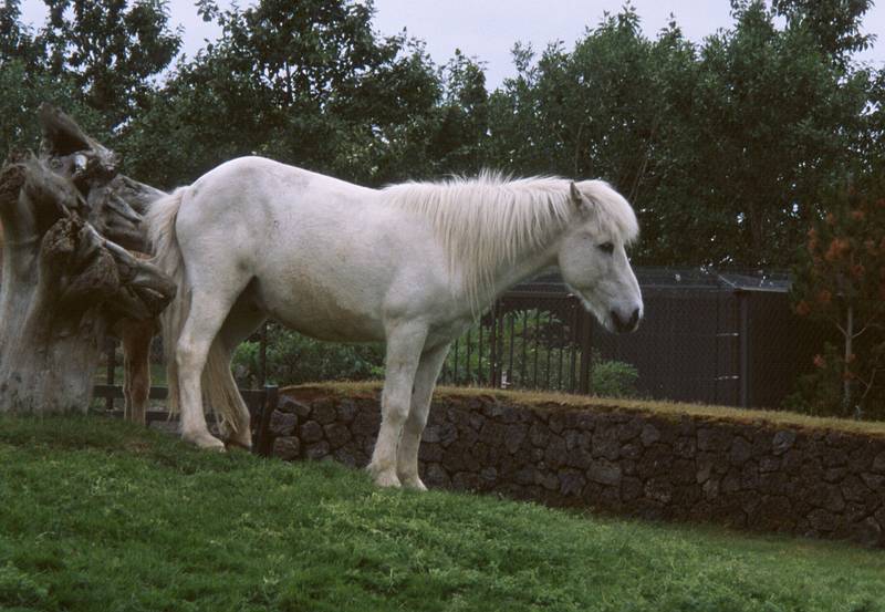 July 17, 2000 - Reykjavik, Iceland.<br />Zoo and Family Park.<br />Icelandic horse?