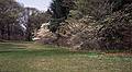 Dogwood in bloom.<br />May 7, 2000 - Maudslay State Park, Newburyport, Massachusetts.