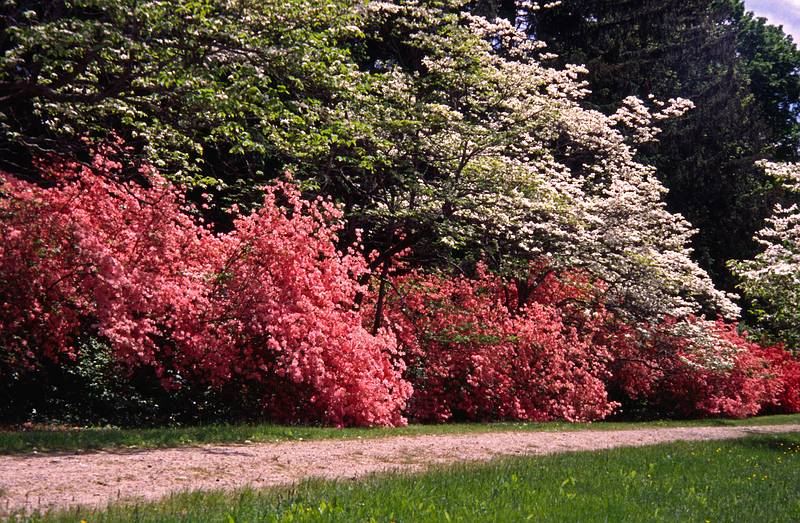 White dogwood and ping/orange azaleas in bloom.<br />May 20, 2000 - Maudslay State Park, Newburyport, Massachusetts.