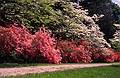 White dogwood and ping/orange azaleas in bloom.<br />May 20, 2000 - Maudslay State Park, Newburyport, Massachusetts.