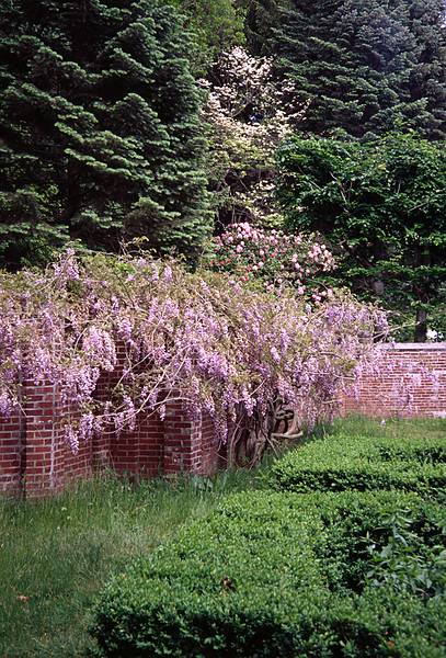 Wisteria.<br />May 20, 2000 - Maudslay State Park, Newburyport, Massachusetts.