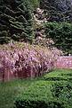 Wisteria.<br />May 20, 2000 - Maudslay State Park, Newburyport, Massachusetts.