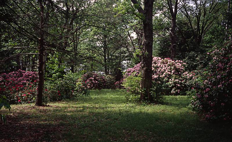 Rhododendrons in the woods.<br />May 20, 2000 - Maudslay State Park, Newburyport, Massachusetts.