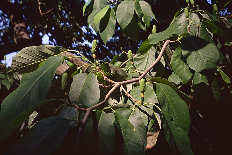 Cucumber magnolia tree fruit and foliage.<br />Opening of the Moses Kent House Outdoor Sculpture Exhibit.<br />June 25, 2000 - Exeter, New Hampshire.