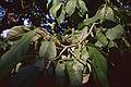 Cucumber magnolia tree fruit and foliage.<br />Opening of the Moses Kent House Outdoor Sculpture Exhibit.<br />June 25, 2000 - Exeter, New Hampshire.
