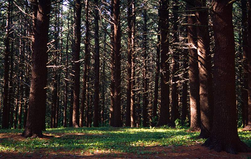 July 22, 2000 - Maudslay State Park, Newburyport, Massachusetts.