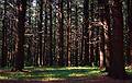 July 22, 2000 - Maudslay State Park, Newburyport, Massachusetts.