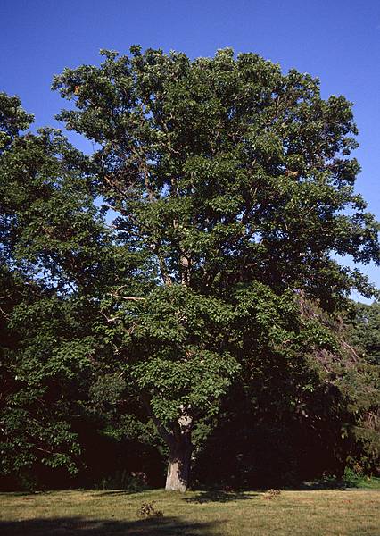 July 22, 2000 - Maudslay State Park, Newburyport, Massachusetts.