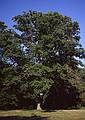 July 22, 2000 - Maudslay State Park, Newburyport, Massachusetts.