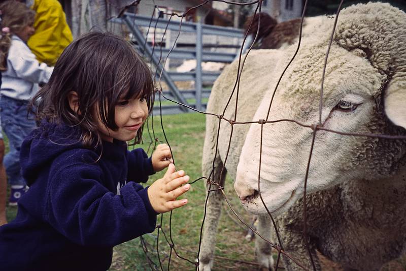 Arianna admiring the sheep.<br />August 20, 2000 - Tamworth private camping area, Tamworth, New Hampshire.