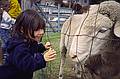Arianna admiring the sheep.<br />August 20, 2000 - Tamworth private camping area, Tamworth, New Hampshire.