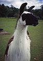 Llama.<br />August 20, 2000 - Tamworth private camping area, Tamworth, New Hampshire.