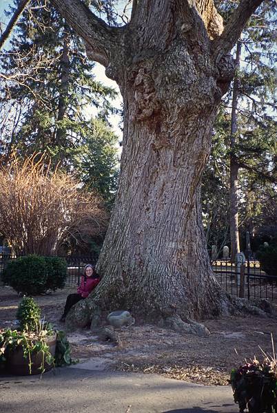 Joyce dwarfed by tree.<br />Jan. 3, 2001 - Chestertown, Eastern Shore, Maryland.