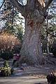 Joyce dwarfed by tree.<br />Jan. 3, 2001 - Chestertown, Eastern Shore, Maryland.