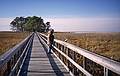 Ronnie.<br />Jan. 3, 2001 - Eastern Neck Island National Wildlife Refuge, Eastern Shore, Maryland.