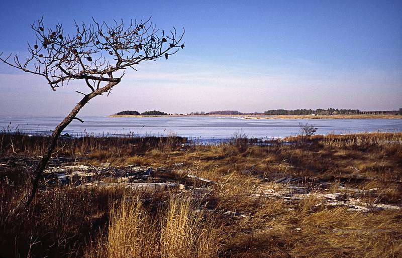 Jan. 3, 2001 - Eastern Neck Island National Wildlife Refuge, Eastern Shore, Maryland.