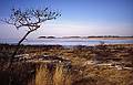Jan. 3, 2001 - Eastern Neck Island National Wildlife Refuge, Eastern Shore, Maryland.