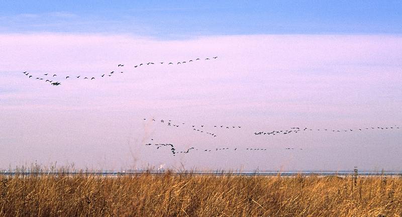 Jan. 3, 2001 - Eastern Neck Island National Wildlife Refuge, Eastern Shore, Maryland.