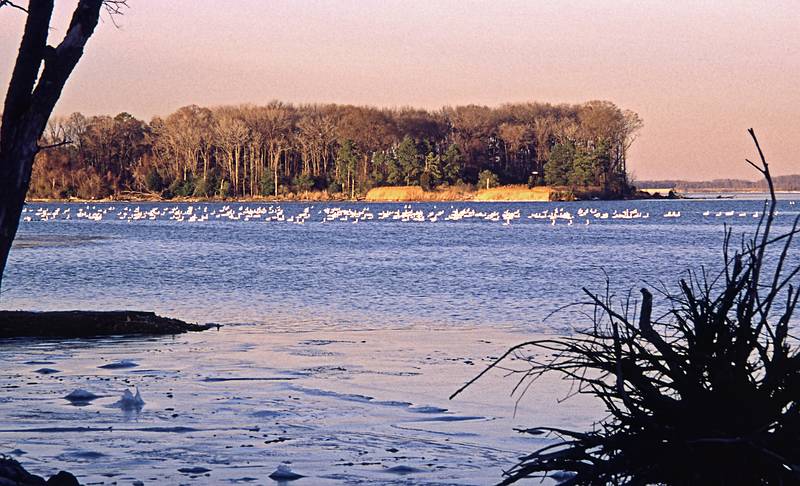 Swans.<br />Jan. 3, 2001 - Eastern Neck Island National Wildlife Refuge, Eastern Shore, Maryland.