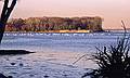 Swans.<br />Jan. 3, 2001 - Eastern Neck Island National Wildlife Refuge, Eastern Shore, Maryland.