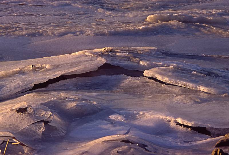 Jan. 3, 2001 - Eastern Neck Island National Wildlife Refuge, Eastern Shore, Maryland.