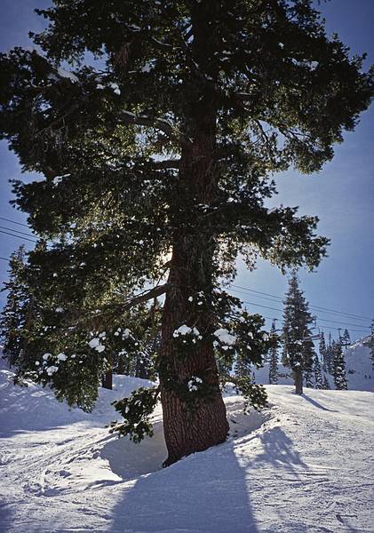 Jan. 17, 2001 - Alpine Meadows ski area, Tahoe City, California.