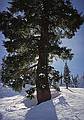 Jan. 17, 2001 - Alpine Meadows ski area, Tahoe City, California.