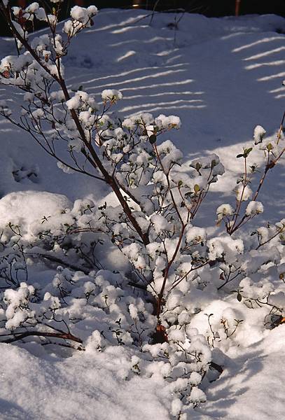 Bush in our yard, after a snowfall.<br />Feb. 17, 2001 - Merrimac, Massachusetts.