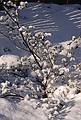 Bush in our yard, after a snowfall.<br />Feb. 17, 2001 - Merrimac, Massachusetts.