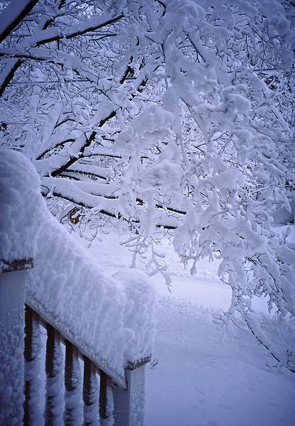 Railing and maple in front of house after the big snowstorm of 2001.<br />March 6, 2001 - Merrimac, Massachusetts.