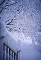 Railing and maple in front of house after the big snowstorm of 2001.<br />March 6, 2001 - Merrimac, Massachusetts.