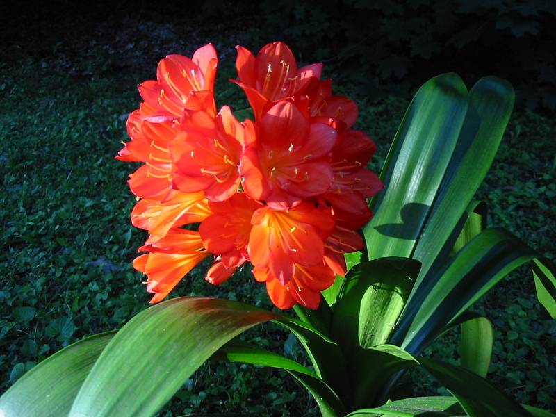 July 6, 2001 - Merrimac, Massachusetts.<br />Clivia given to us by Baiba and Ronnie.