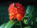 July 6, 2001 - Merrimac, Massachusetts.<br />Clivia given to us by Baiba and Ronnie.