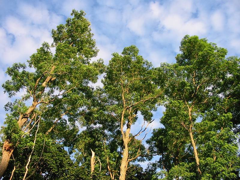 July 11, 2001 - Merrimac, Massachusetts.<br />Treetops on Church Street.