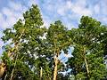 July 11, 2001 - Merrimac, Massachusetts.<br />Treetops on Church Street.