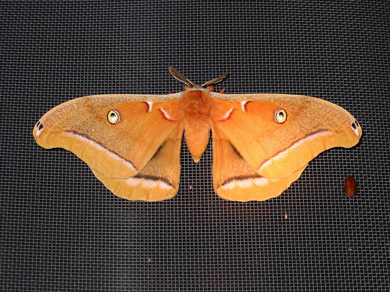 July 11, 2001 - Merrimac, Massachusetts.<br />Polyphemus moth (5 inches across) on our dining room screen.