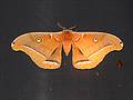 July 11, 2001 - Merrimac, Massachusetts.<br />Polyphemus moth (5 inches across) on our dining room screen.