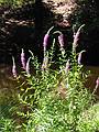 Aug 15, 2001 - Maudslay State Park, Newburyport, Massachusetts.<br />Purple loosestrife.